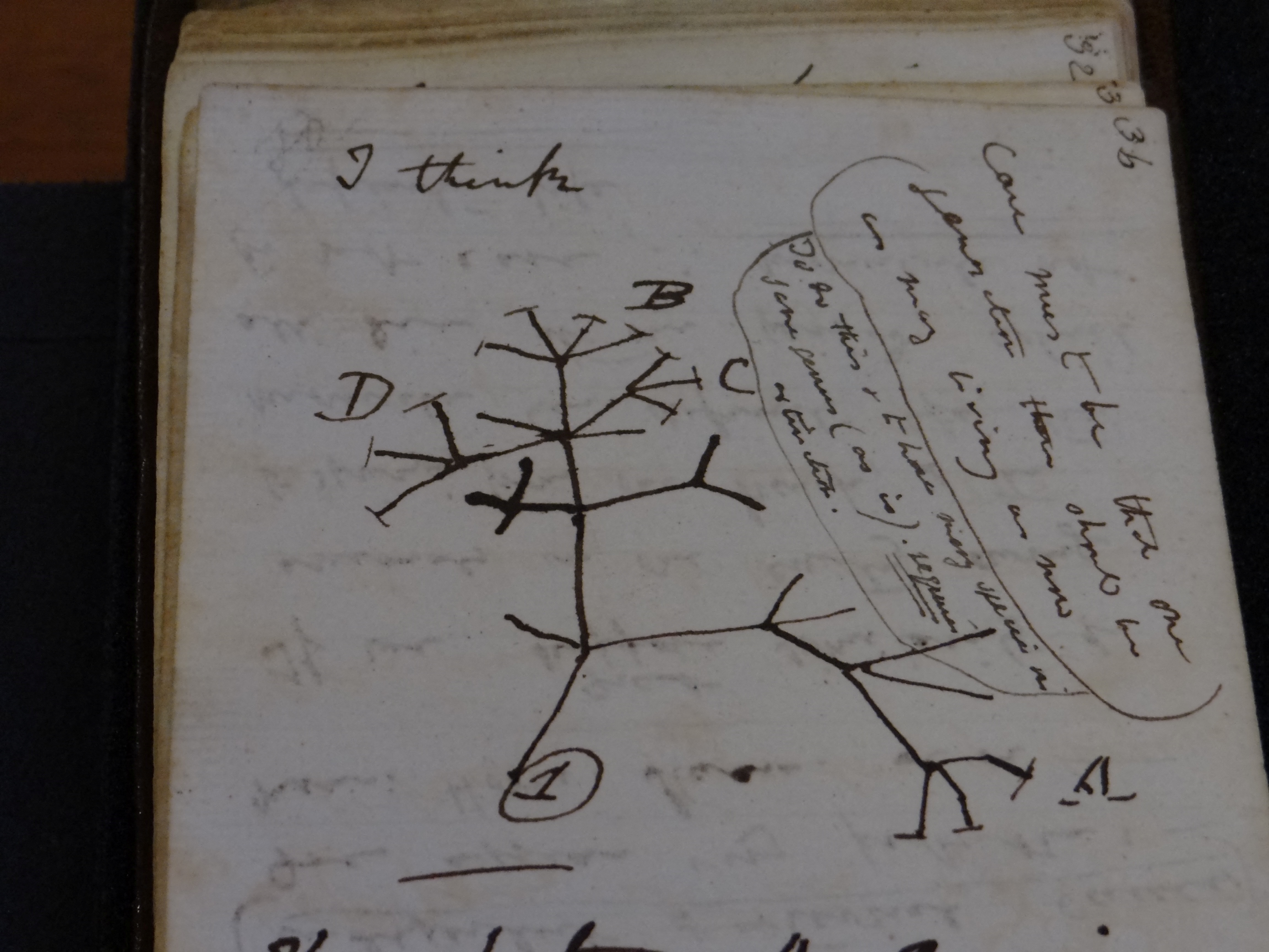 A drawing of a branch in black ink on a white piece of paper surrounded by handwriting.